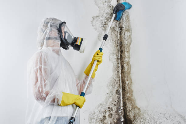 Best Toxic Mold Removal  in Funny River, AK