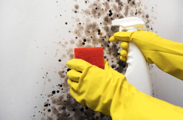 Best Home Mold Removal  in Funny River, AK