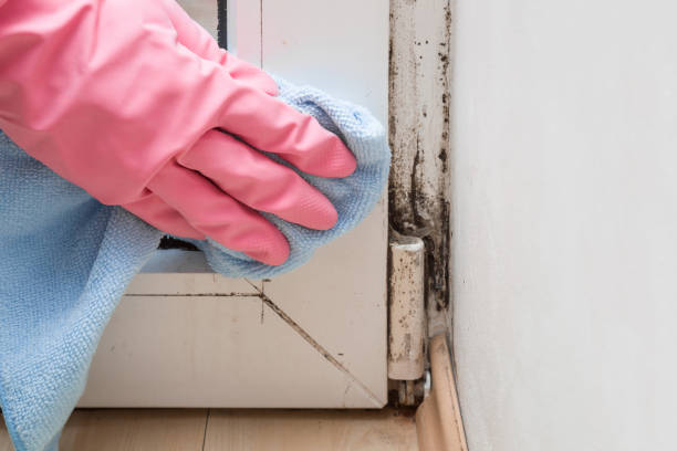 Best Attic Mold Removal  in Funny River, AK
