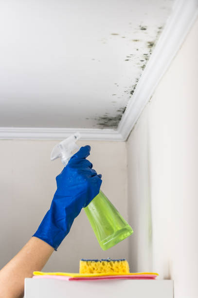 Mold Testing and Removal in Funny River, AK